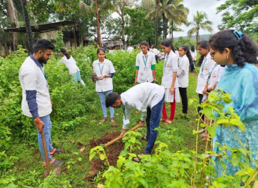 Tree Plantation